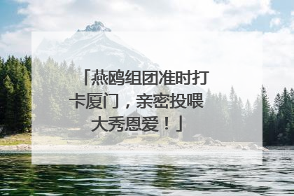 燕鸥组团准时打卡厦门，亲密投喂大秀恩爱！