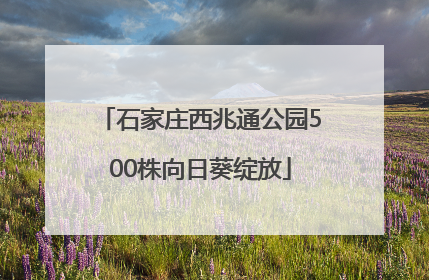 石家庄西兆通公园500株向日葵绽放