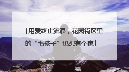 用爱终止流浪，花园街区里的“毛孩子”也想有个家