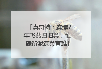 真奇特：连续7年飞燕归旧巢，忙碌衔泥筑巢育雏