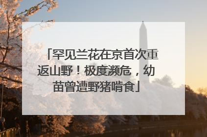 罕见兰花在京首次重返山野！极度濒危，幼苗曾遭野猪啃食
