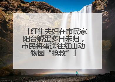 红隼夫妇在市民家阳台孵蛋多日未归，市民将蛋送往红山动物园“抢救”