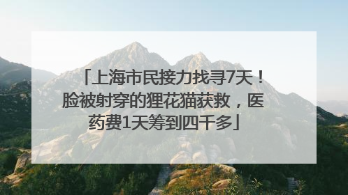 上海市民接力找寻7天！脸被射穿的狸花猫获救，医药费1天筹到四千多