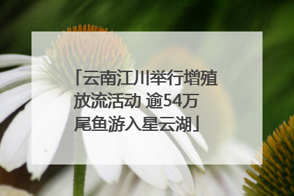 云南江川举行增殖放流活动 逾54万尾鱼游入星云湖