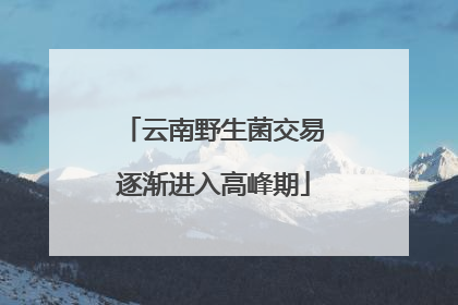 云南野生菌交易逐渐进入高峰期