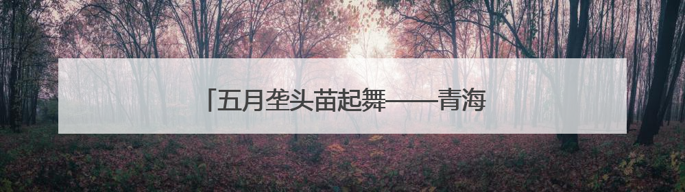五月垄头苗起舞——青海首试青贮玉米育苗移栽