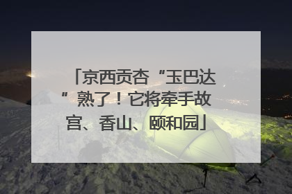 京西贡杏“玉巴达”熟了！它将牵手故宫、香山、颐和园