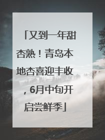 又到一年甜杏熟！青岛本地杏喜迎丰收，6月中旬开启尝鲜季