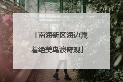 南海新区海边藏着绝美鸟浪奇观