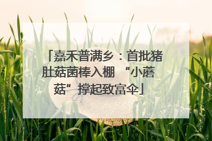 嘉禾普满乡：首批猪肚菇菌棒入棚 “小蘑菇”撑起致富伞