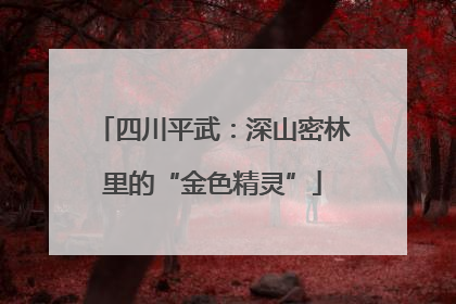 四川平武：深山密林里的“金色精灵”