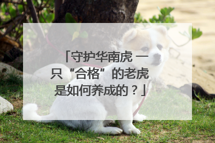 守护华南虎 一只“合格”的老虎是如何养成的？