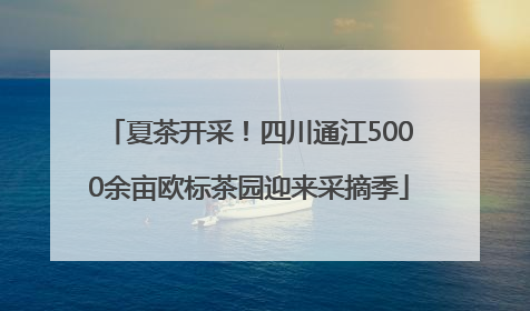 夏茶开采！四川通江5000余亩欧标茶园迎来采摘季
