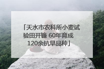 天水市农科所小麦试验田开镰 60年育成120余抗旱品种