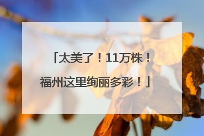 太美了！11万株！福州这里绚丽多彩！