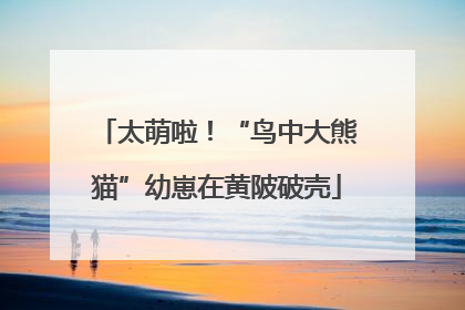 太萌啦！“鸟中大熊猫”幼崽在黄陂破壳