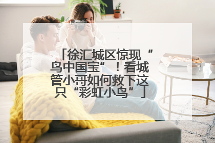 徐汇城区惊现“鸟中国宝”！看城管小哥如何救下这只“彩虹小鸟”