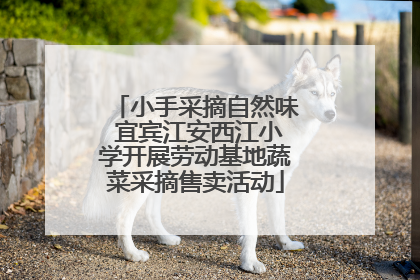 小手采摘自然味 宜宾江安西江小学开展劳动基地蔬菜采摘售卖活动
