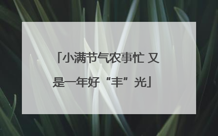 小满节气农事忙 又是一年好“丰”光