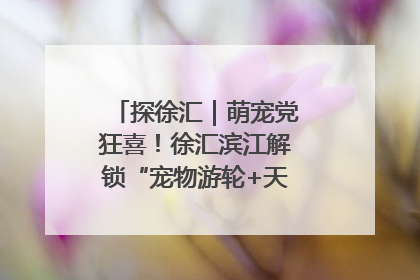 探徐汇｜萌宠党狂喜！徐汇滨江解锁“宠物游轮+天台乐园”双玩法