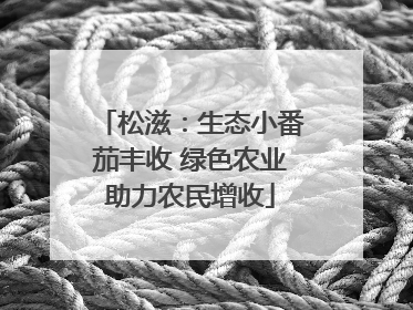 松滋：生态小番茄丰收 绿色农业助力农民增收