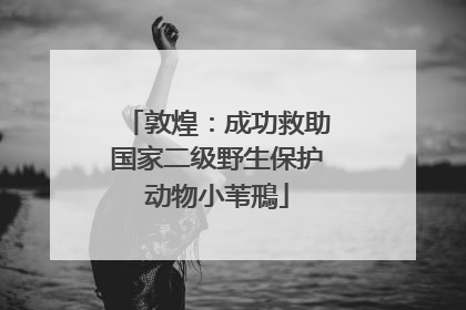 敦煌：成功救助国家二级野生保护动物小苇鳽