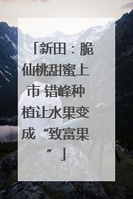 新田：脆仙桃甜蜜上市 错峰种植让水果变成“致富果”