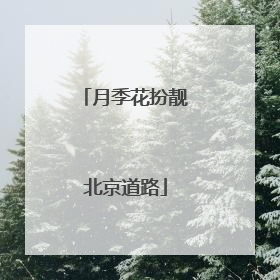 月季花扮靓北京道路