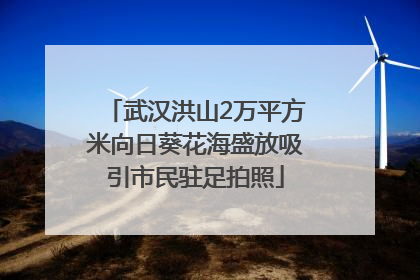 武汉洪山2万平方米向日葵花海盛放吸引市民驻足拍照