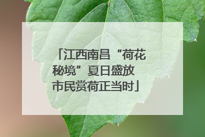江西南昌“荷花秘境”夏日盛放 市民赏荷正当时