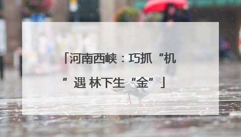 河南西峡：巧抓“机”遇 林下生“金”