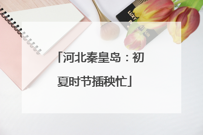河北秦皇岛：初夏时节插秧忙