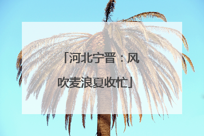 河北宁晋：风吹麦浪夏收忙