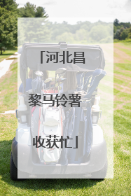 河北昌黎马铃薯收获忙