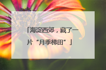 海淀西郊，藏了一片“月季梯田”