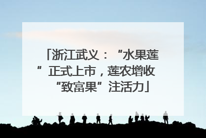 浙江武义：“水果莲”正式上市，莲农增收“致富果”注活力