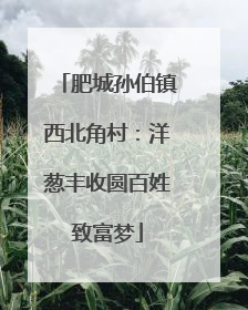 肥城孙伯镇西北角村：洋葱丰收圆百姓致富梦