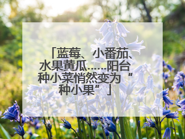 蓝莓、小番茄、水果黄瓜……阳台种小菜悄然变为“种小果”