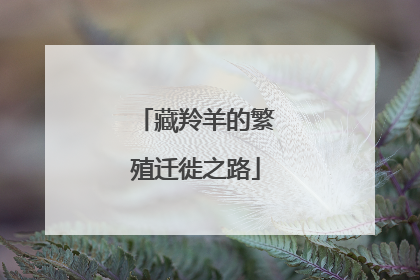 藏羚羊的繁殖迁徙之路