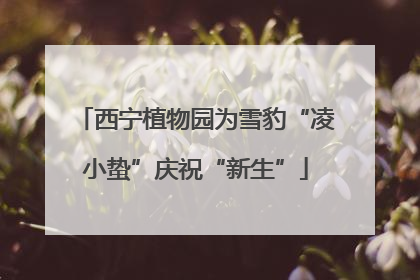 西宁植物园为雪豹“凌小蛰”庆祝“新生”