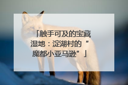 触手可及的宝藏湿地：淀湖村的“魔都小亚马逊”