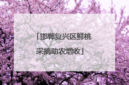 邯郸复兴区鲜桃采摘助农增收