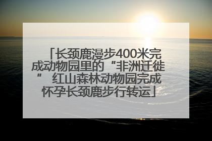 长颈鹿漫步400米完成动物园里的“非洲迁徙” 红山森林动物园完成怀孕长颈鹿步行转运
